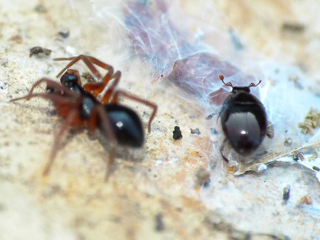 Piccolo Histeridae con ragno (cfr Tribalus sp.) - Tolfa (RM)